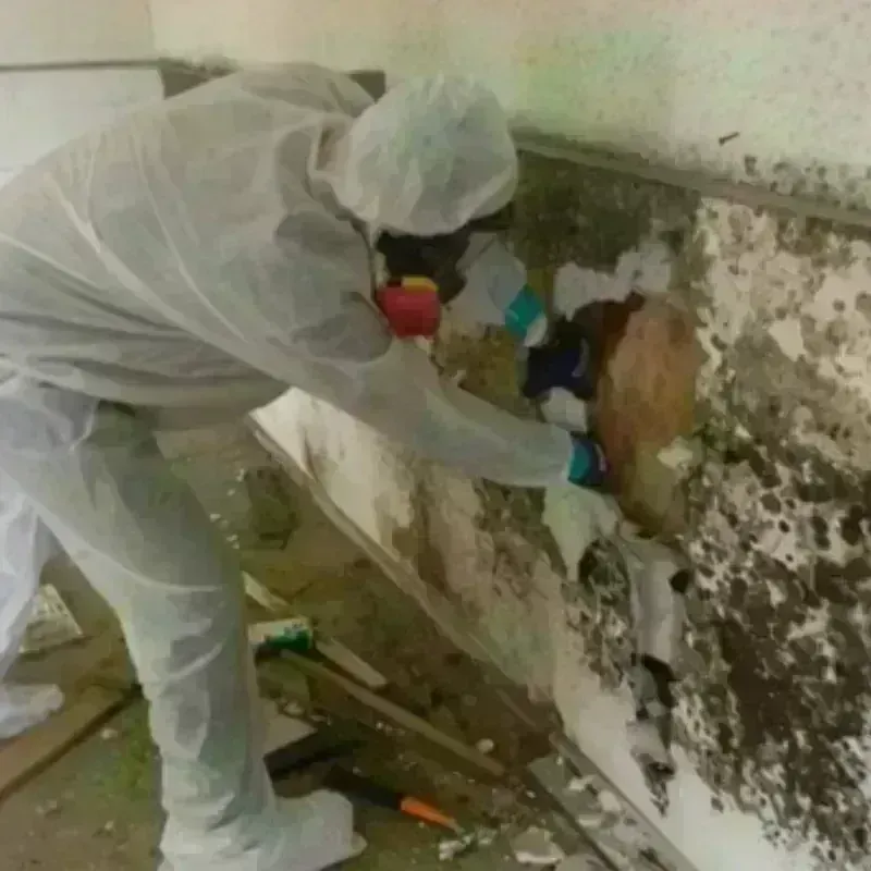 Mold Remediation and Removal in Cheney, WA